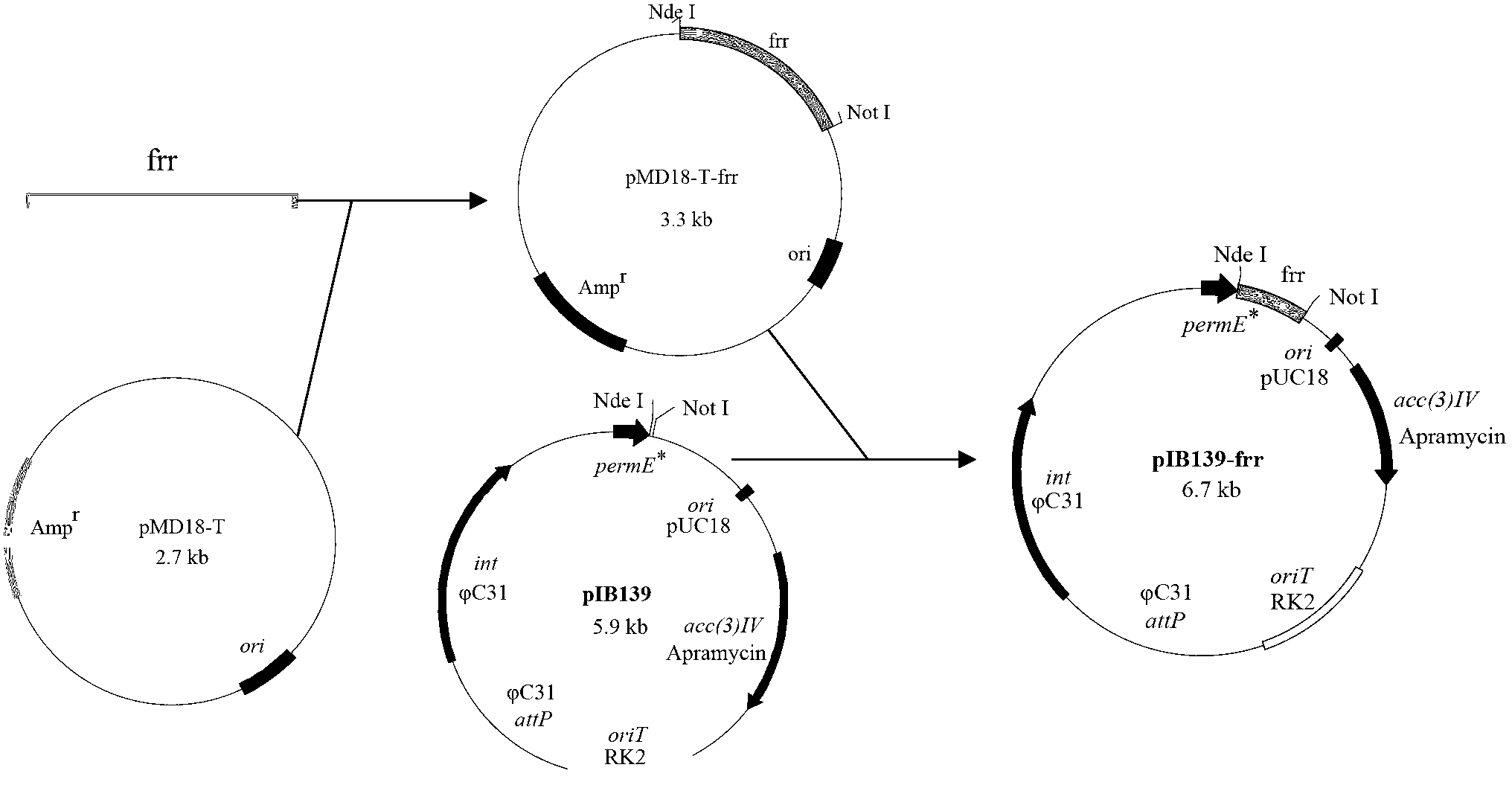 Frr expression reinforced recombined streptomyces diastatochromogenes, as well as construction method and use