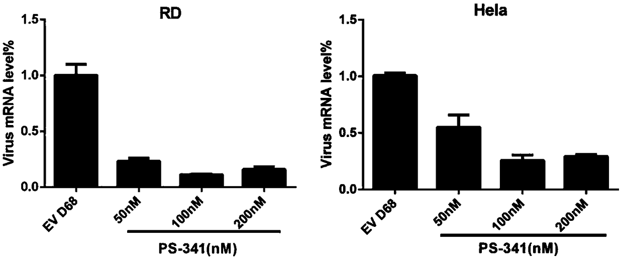 Application of compound PS-341 in preparation of inhibitor of enterovirus of picornaviridae