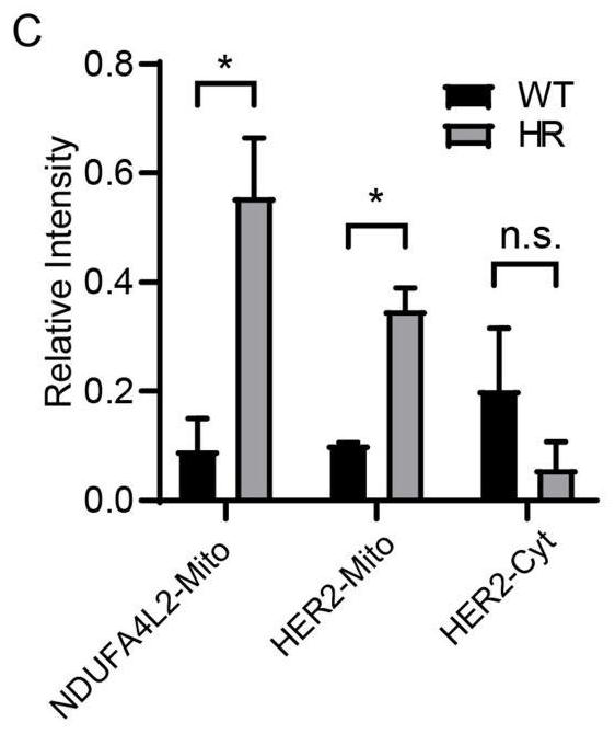 Application of NDUFA4L2 in drug resistance of herceptin
