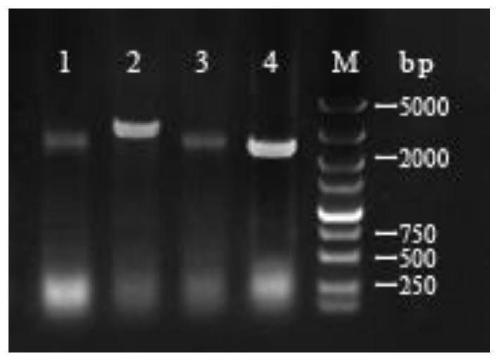 A kind of recombinant Bacillus subtilis with high chondroitin production and its application