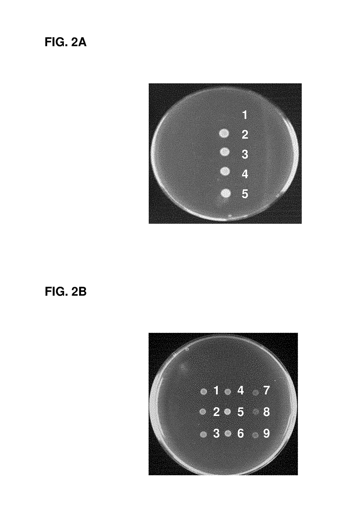<i>Escherichia coli </i>cell line with thyA knockout, folA knockout, and one or both of folP knockout, and folK knockout