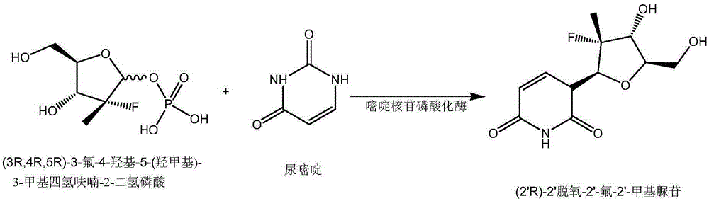 Pyrimidine nucleoside phosphorylase gene and application thereof