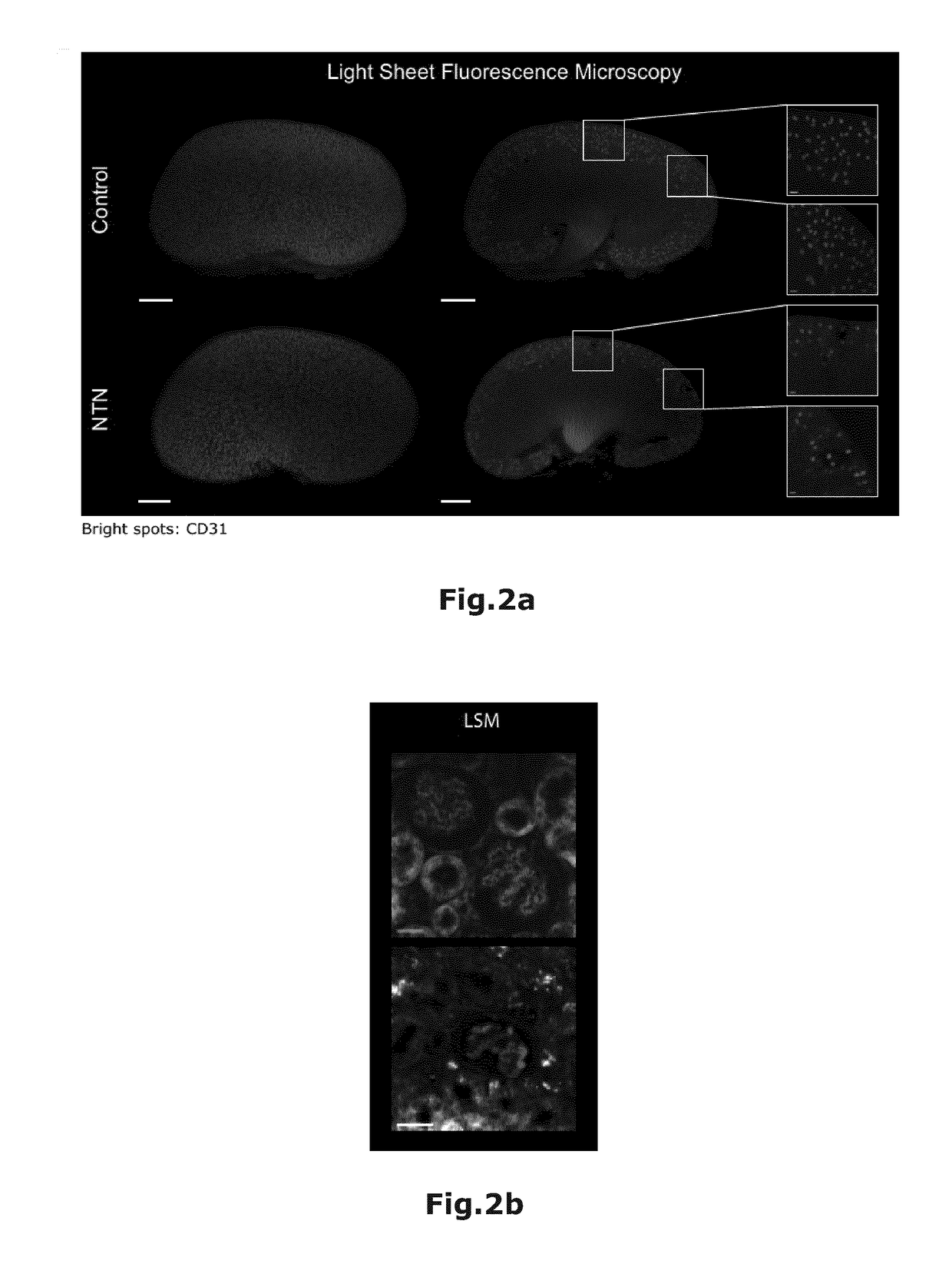 Non-hazardous optical clearing of biological samples