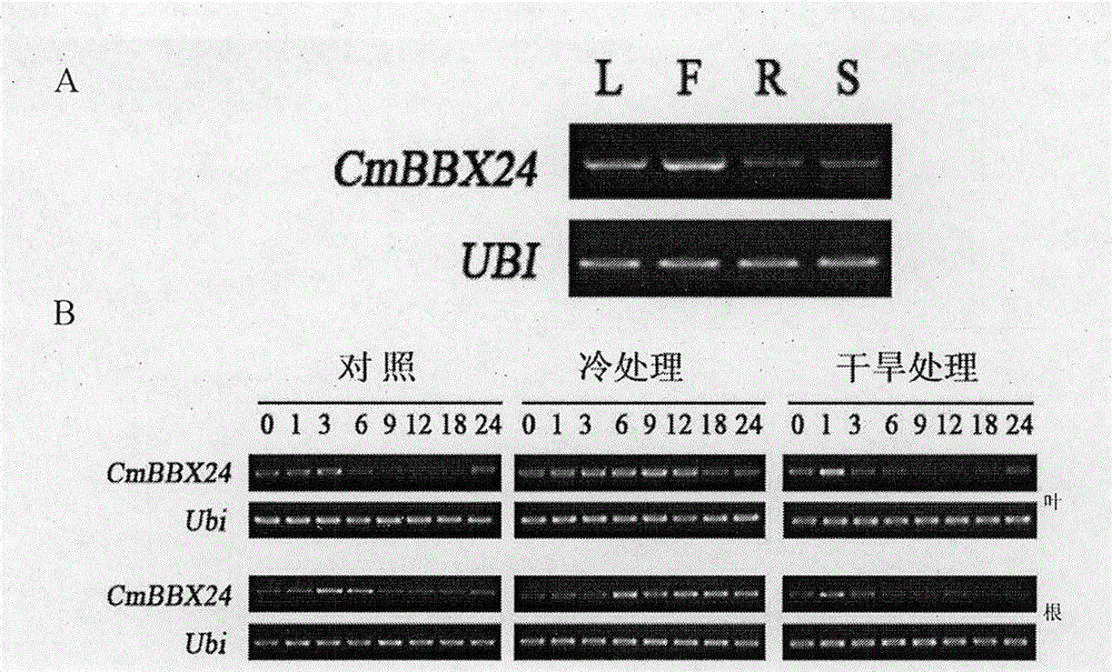 Gene with zinc finger protein structure BBX24 and application thereof