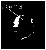 Method for guiding exogenous substances into chick embryos