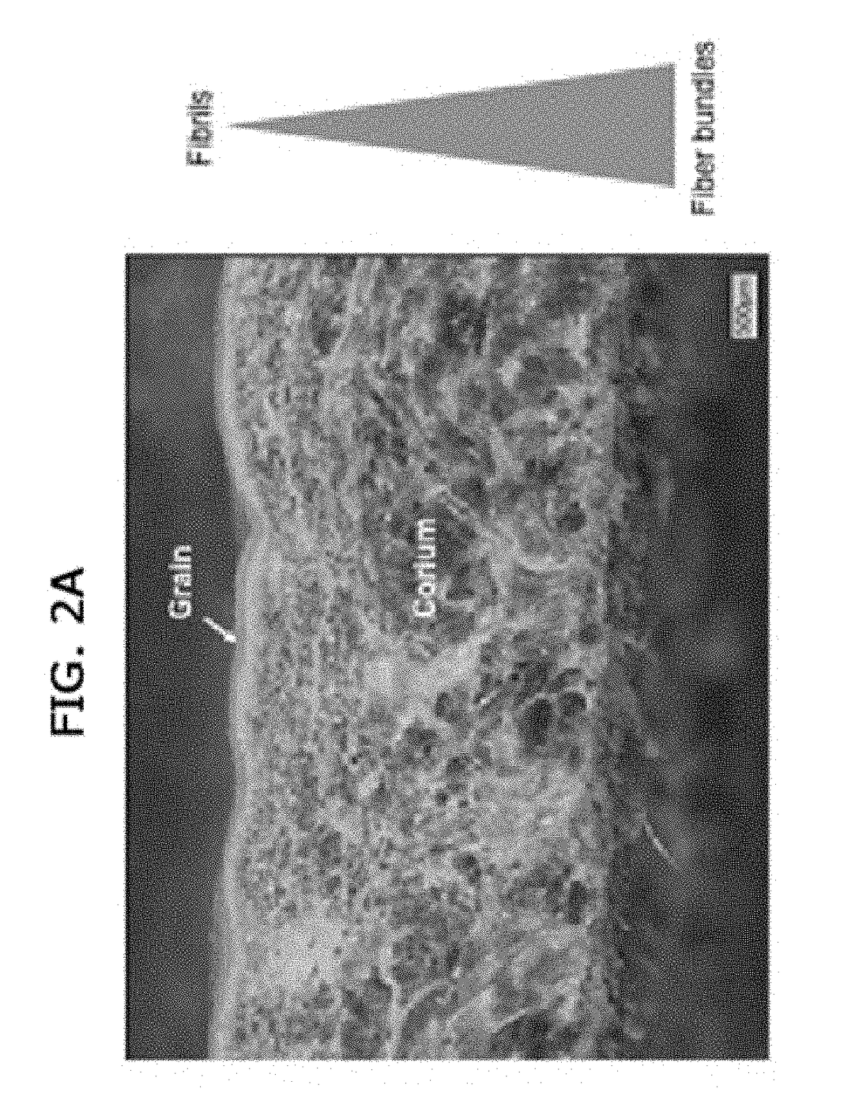 Method for making a biofabricated material containing collagen fibrils