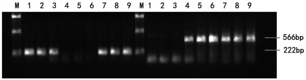 SNPs for identifying oxyeleotris fingerlings, AS-PCR primer group based on SNPs, detection method and application thereof