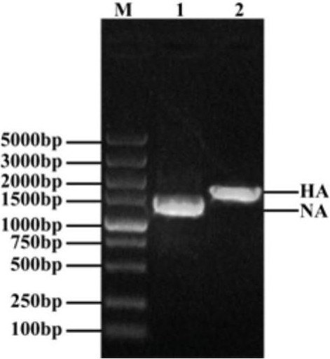 H9 subtype avian influenza virus isolate and application thereof