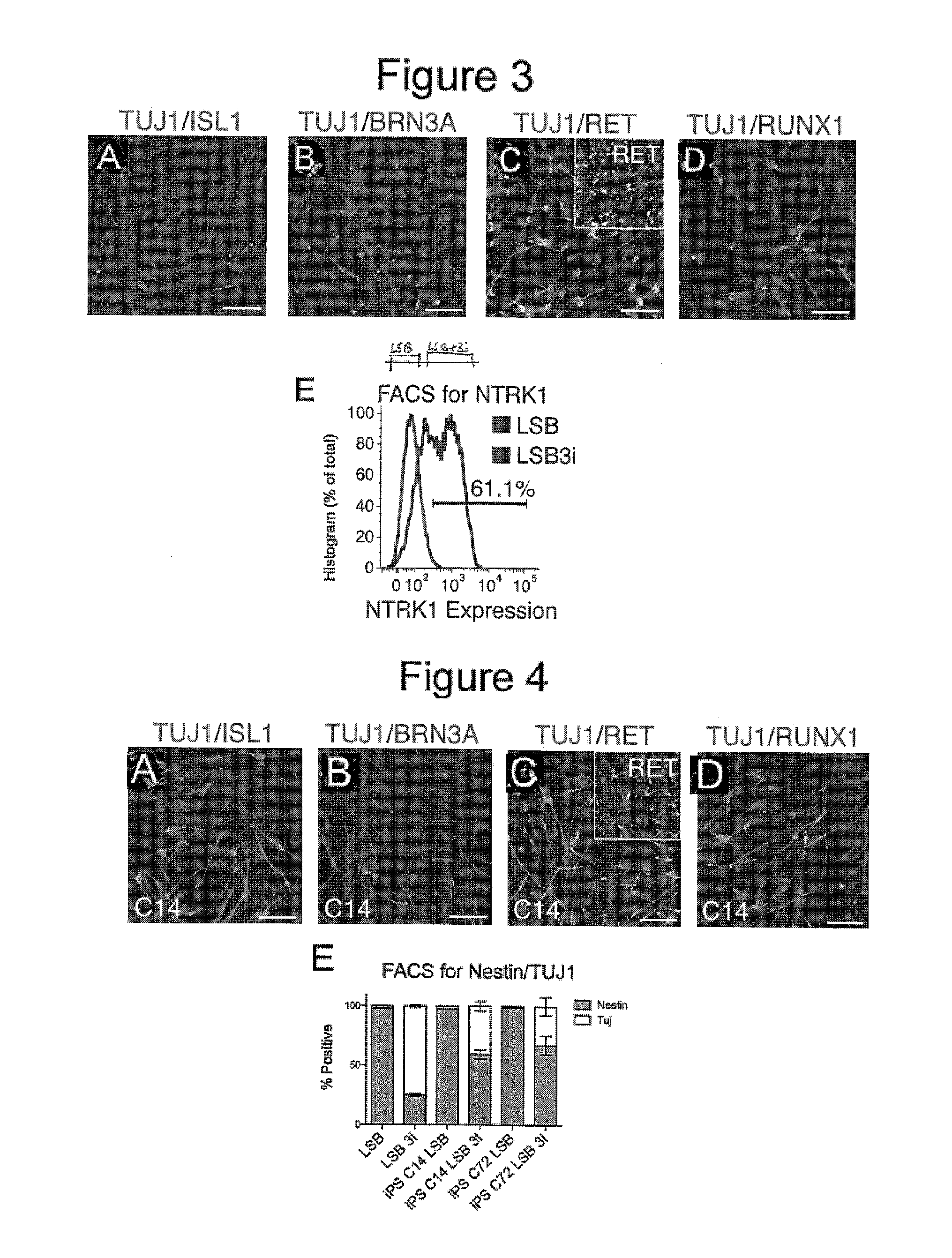 Method of nociceptor differentiation of human embryonic stem cells and uses thereof
