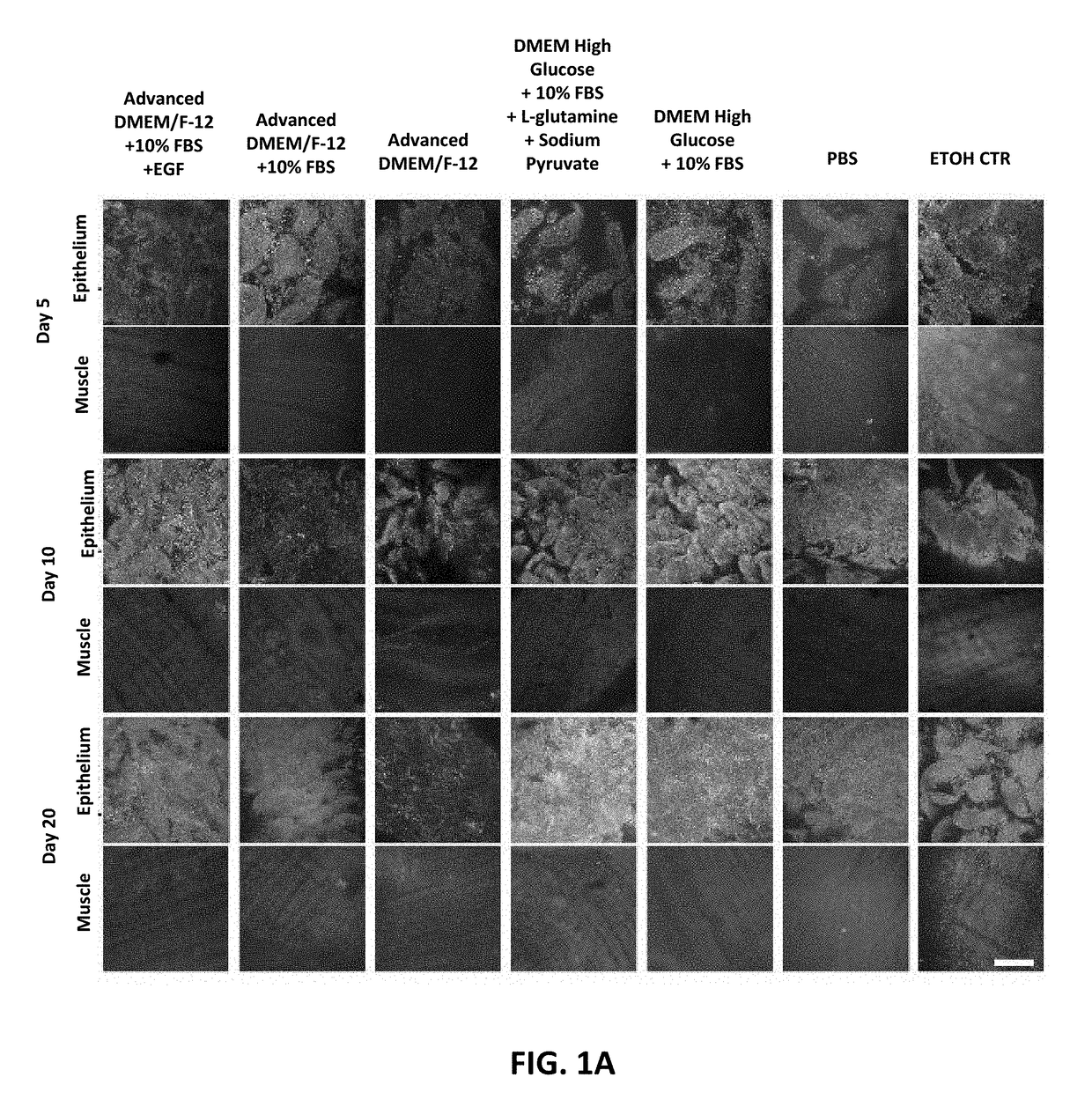 Macro tissue explant, methods and uses therefor