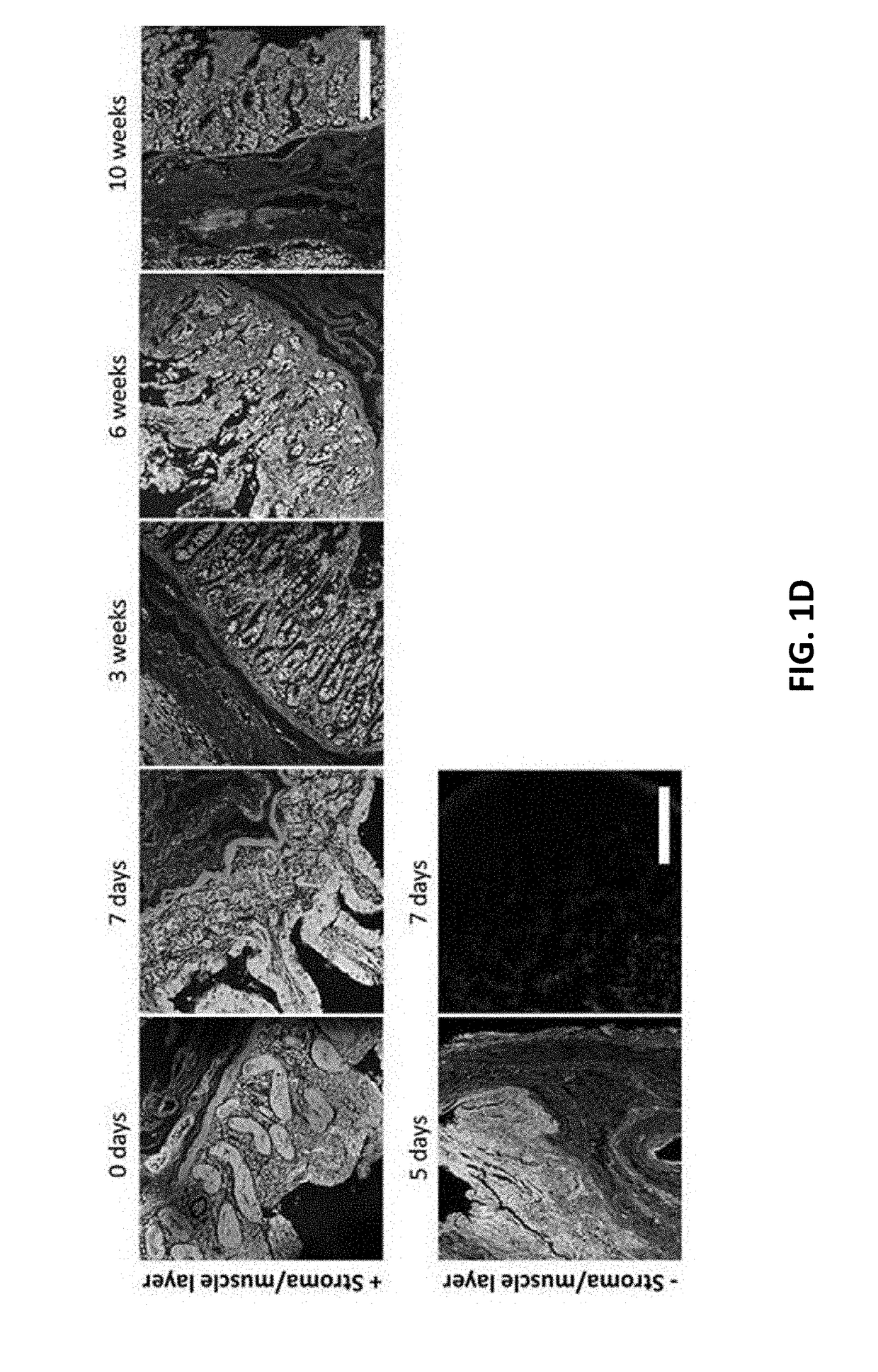 Macro tissue explant, methods and uses therefor