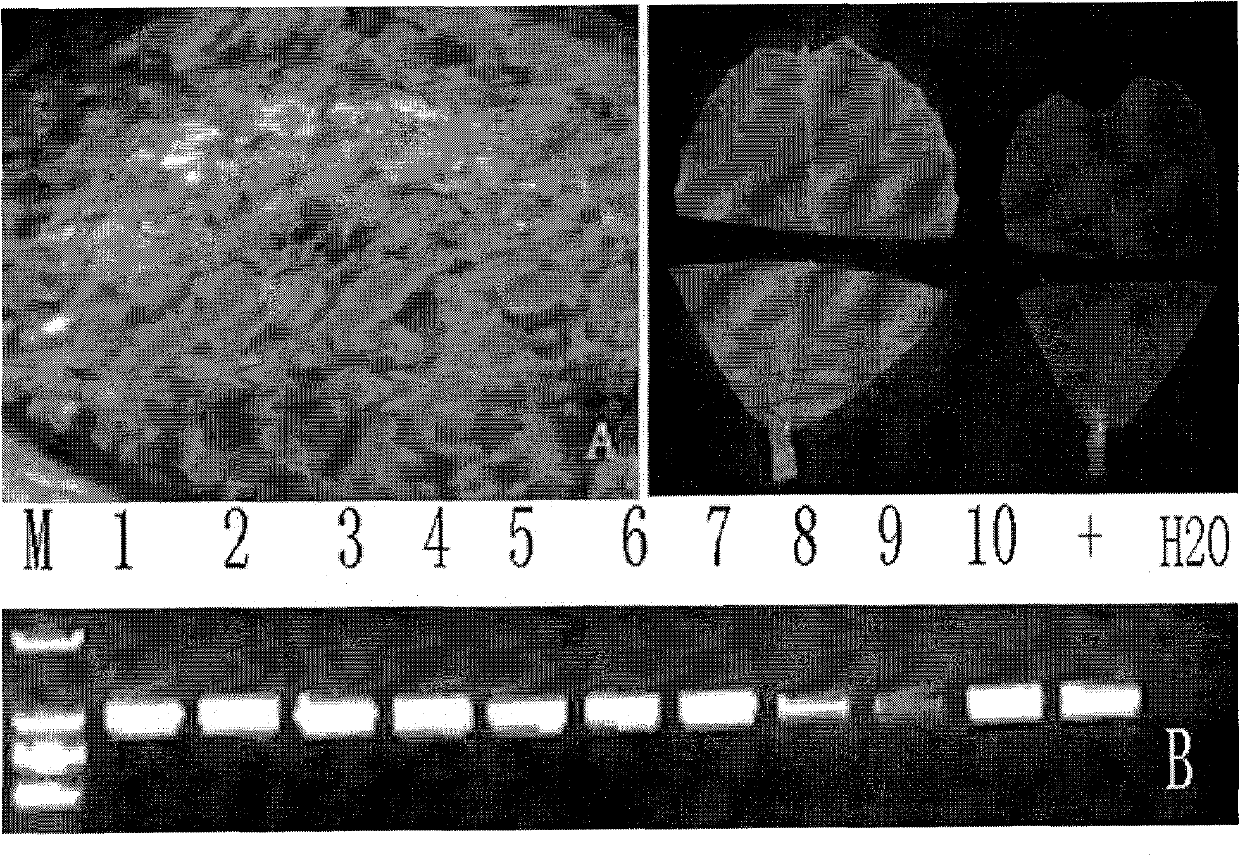 Plant expression vector for expressing dicarboxylate-tricarboxylate carrier (DTC) genes and application thereof in improving aluminum-resistant performance of Medicago sativa L
