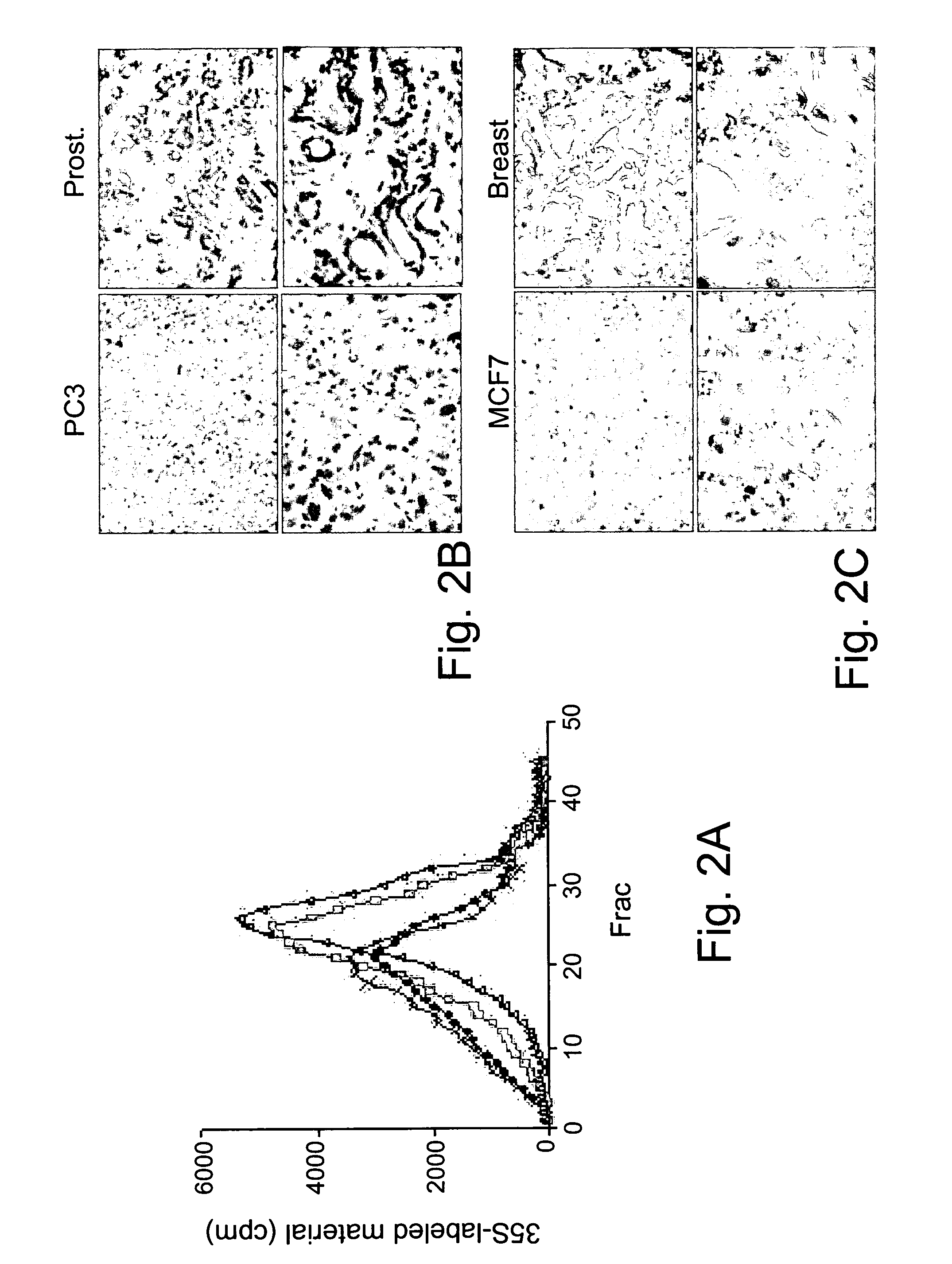 Substances directed against a specific sequence essential for heparanase catalytic activity and uses thereof as heparanase inhibitors