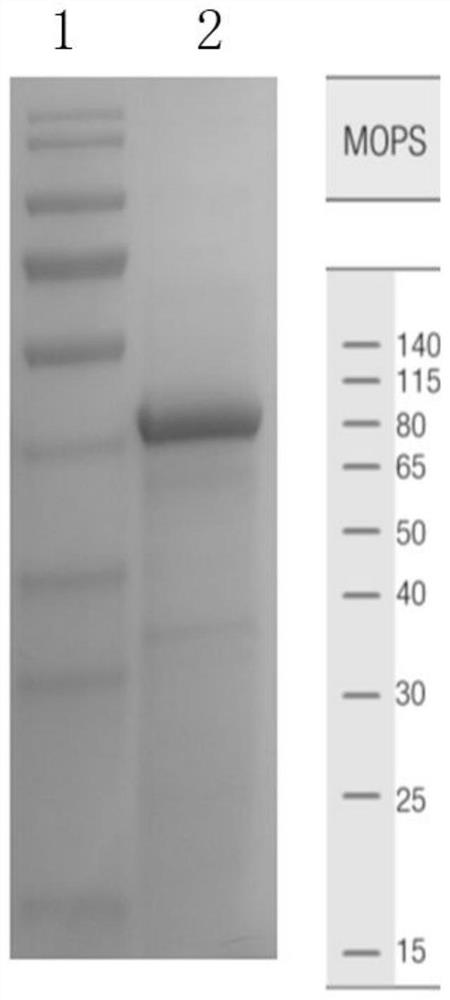 Fructosamine deglycase pichia pastoris expression vector, genetically engineered bacterium, construction method and protein expression method