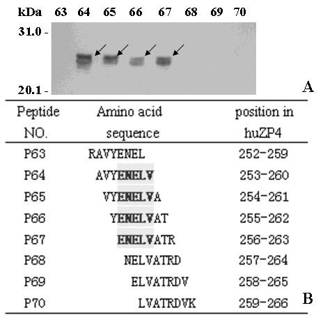 Epitope minimal motif peptides of human zona pellucida protein-4 and extended short peptides and application thereof