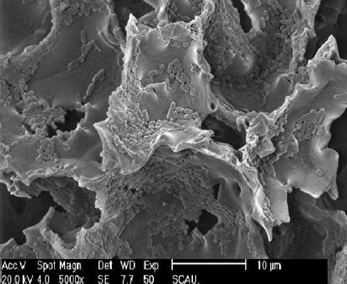 The application of silkworm excrement as a carrier of microorganisms