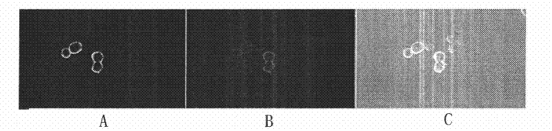 HPV58 (Human Papilloma Virus) type therapeutic composite genetic vaccine and construction method thereof