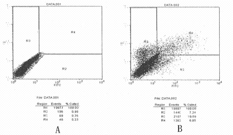 HPV58 (Human Papilloma Virus) type therapeutic composite genetic vaccine and construction method thereof