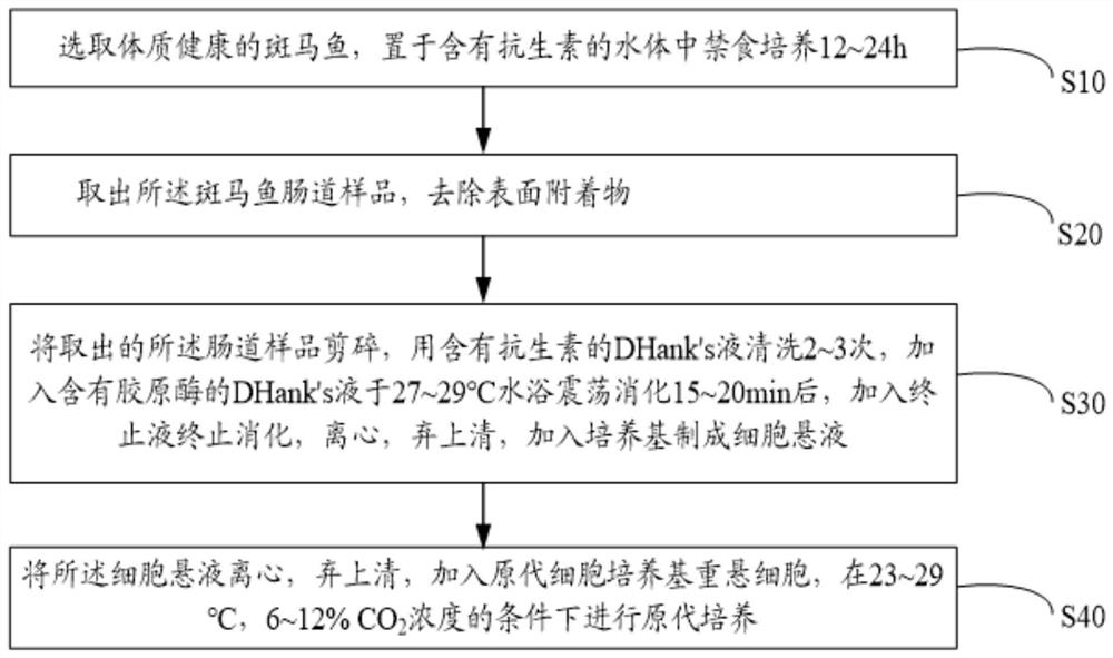 Method for separating and primary culture of zebrafish intestinal mucosal epithelial cells