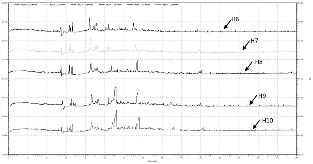 Method for identifying fruiting phenotype of Ooospore oudemansiella radicata based on efficient capillary electrophoresis