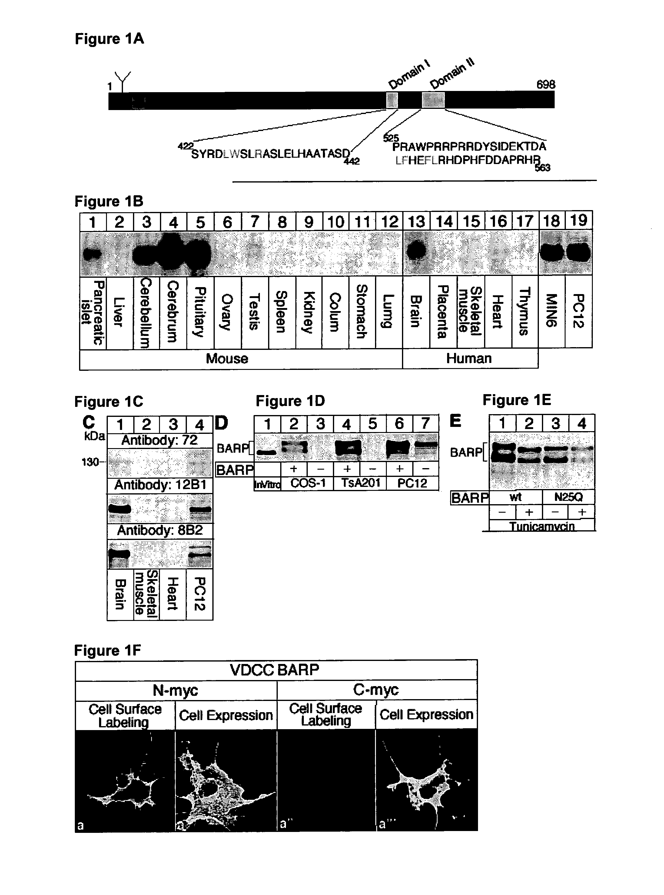 Voltage gated calcium channel β-subunit anchoring regulator protein and uses thereof