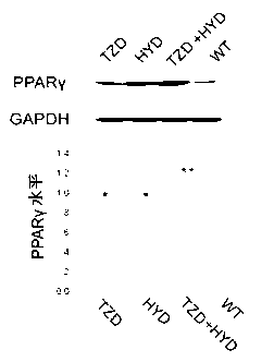 Pharmaceutical composition for treating triple negative breast cancer and application thereof