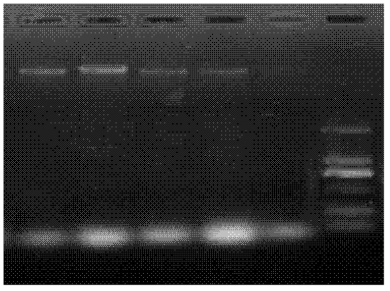 Insecticidal fungus and application thereof