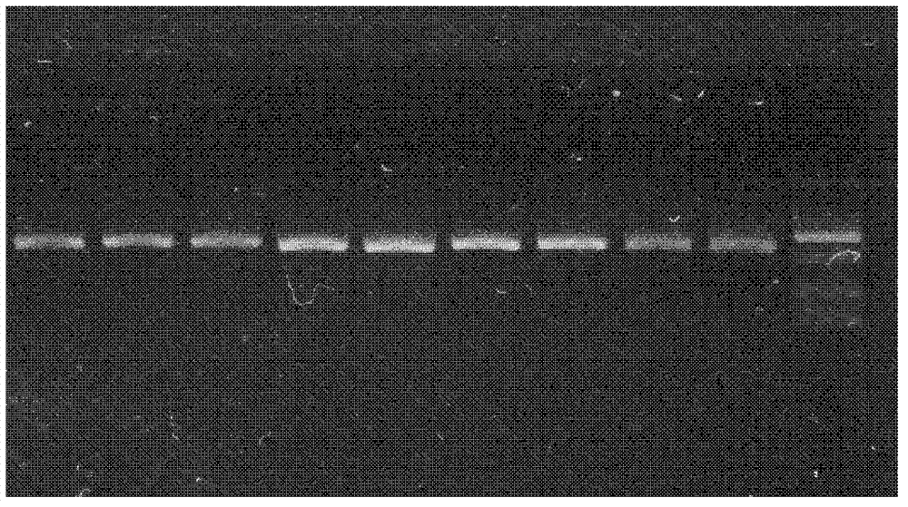 Insecticidal fungus and application thereof