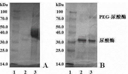 Protein polypeptide drug N-terminal fixed-point polyethylene glycol modification method