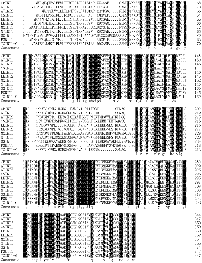 Chorispora bungeana ferroportin gene CbIRT and amino acid sequence of encoding product of Chorispora bungeana ferroportin gene CbIRT