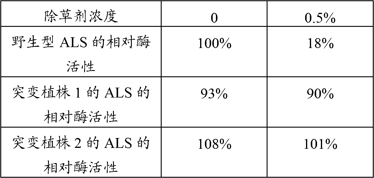 Acetolactic acid synthetase mutants and application thereof