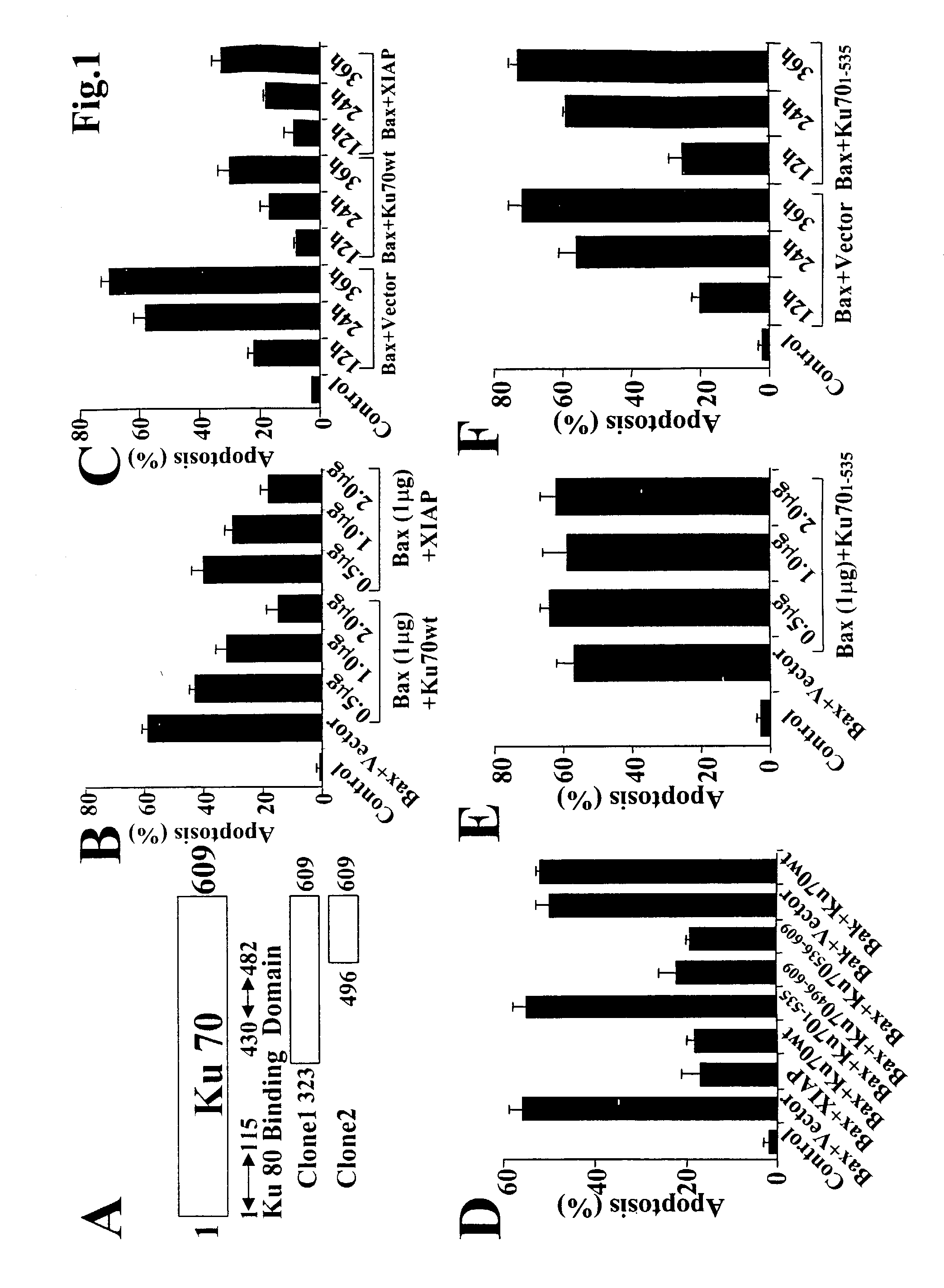Method of modulating or examining Ku70 levels in cells