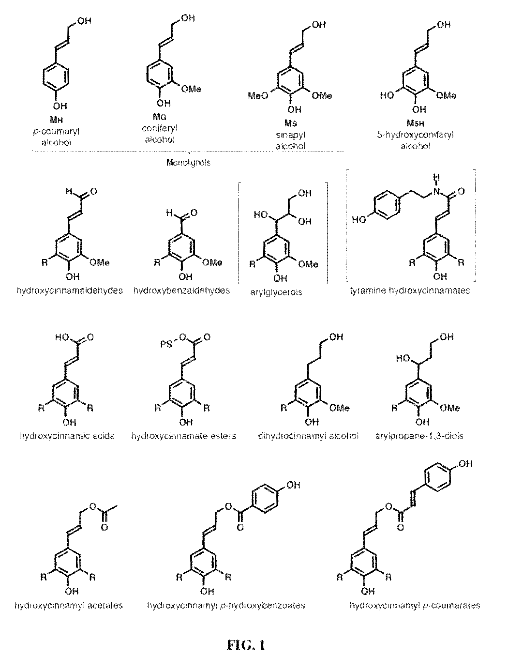 Incorporation of flavan-3-ols and gallic acid derivatives into lignin to improve biomass utilization