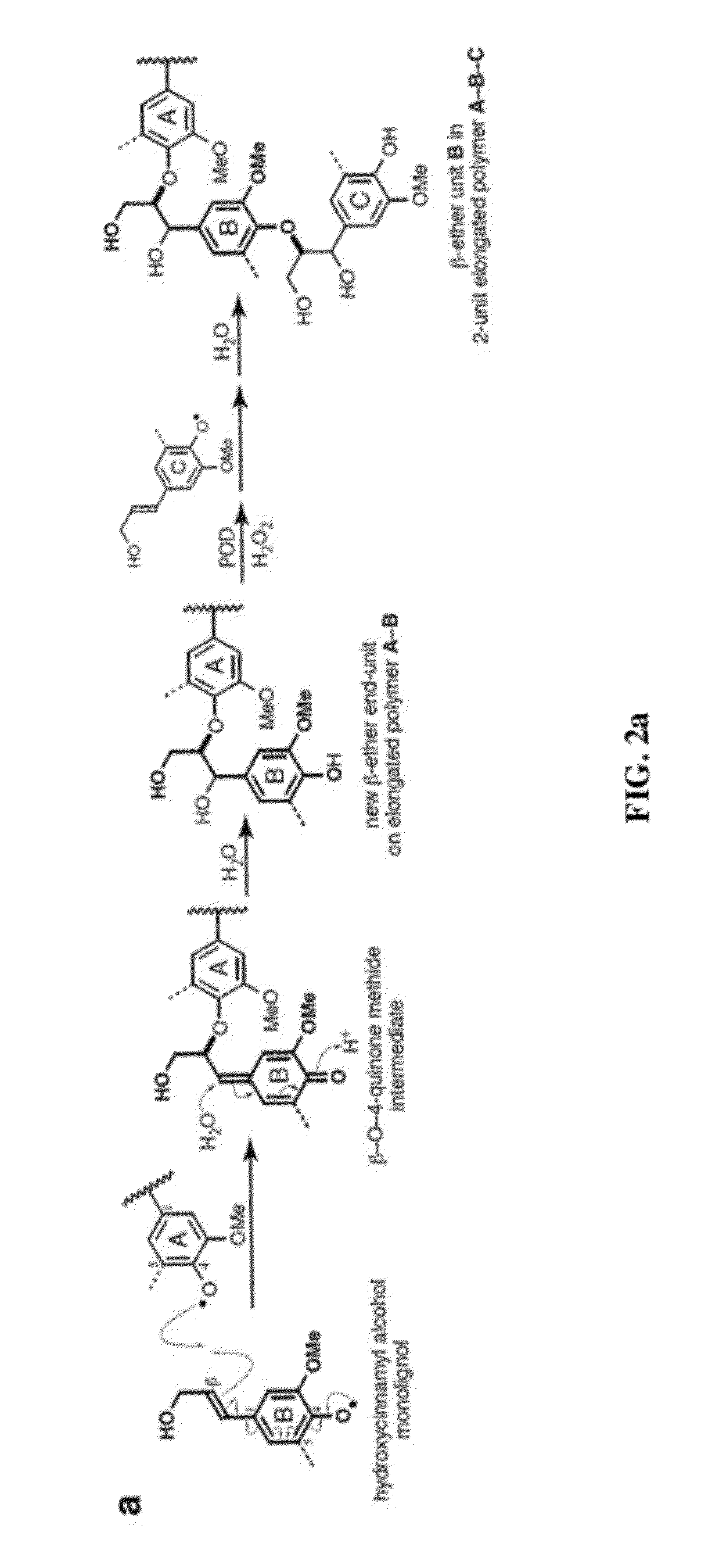 Incorporation of flavan-3-ols and gallic acid derivatives into lignin to improve biomass utilization