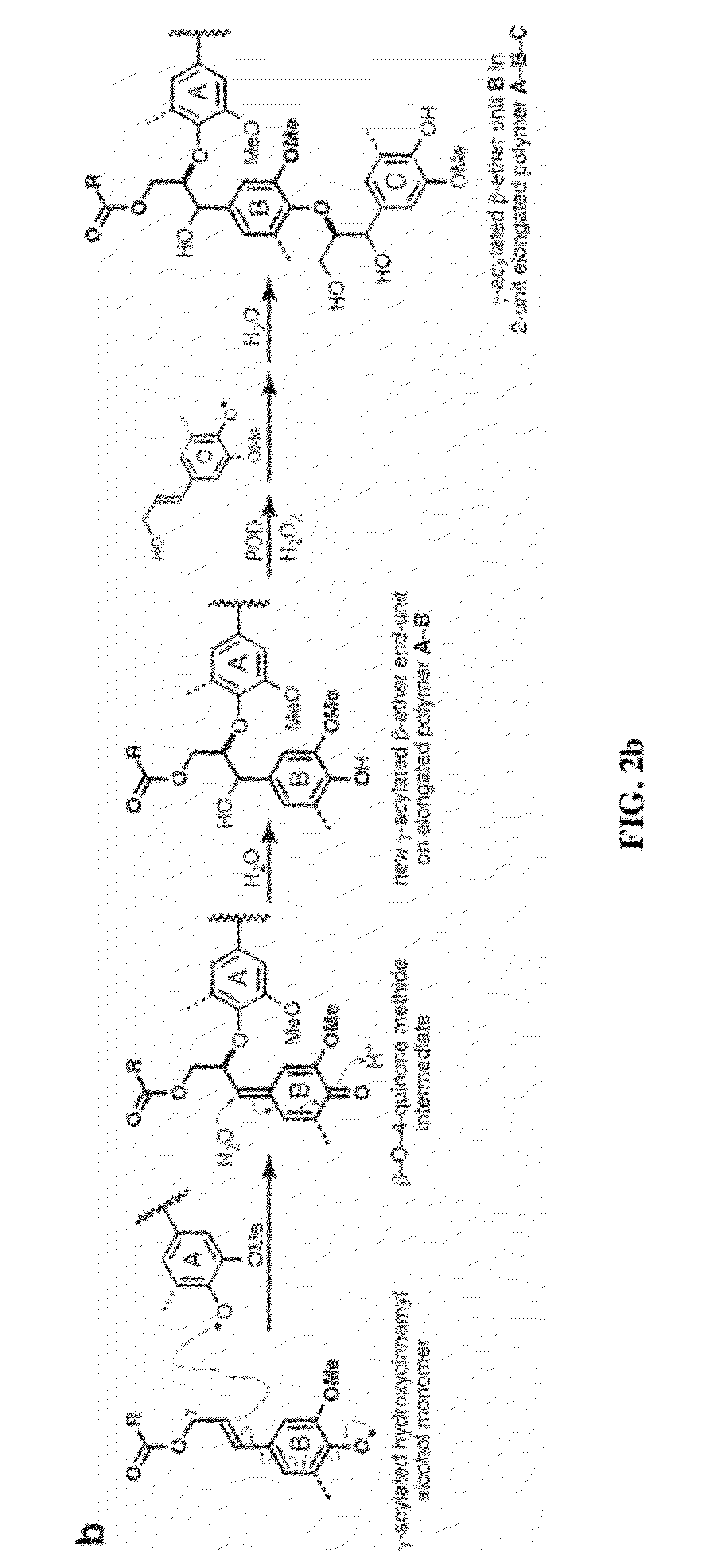 Incorporation of flavan-3-ols and gallic acid derivatives into lignin to improve biomass utilization