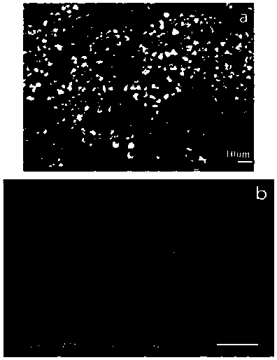 In-situ synthesized TiB2 particle-reinforced Al matrix composite and preparation method thereof