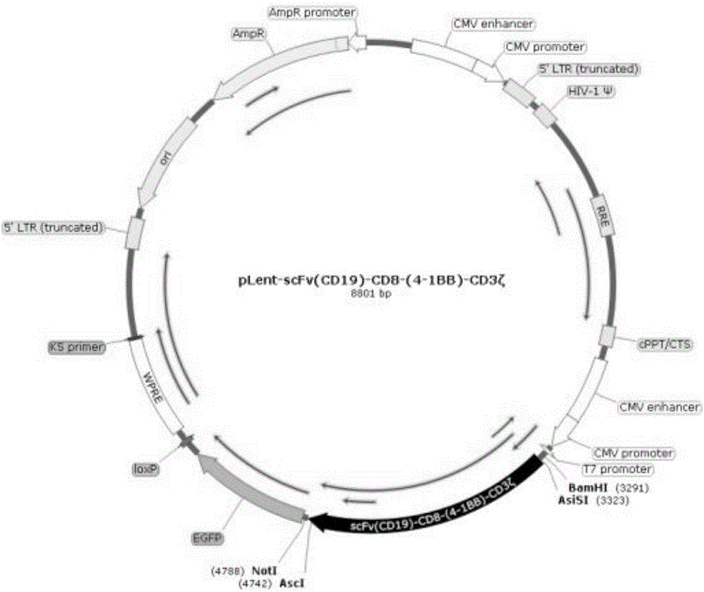 Preparation method and application of CIK (Cytokine-induced Killer) modified by anti-human CD19 chimeric antigen receptor