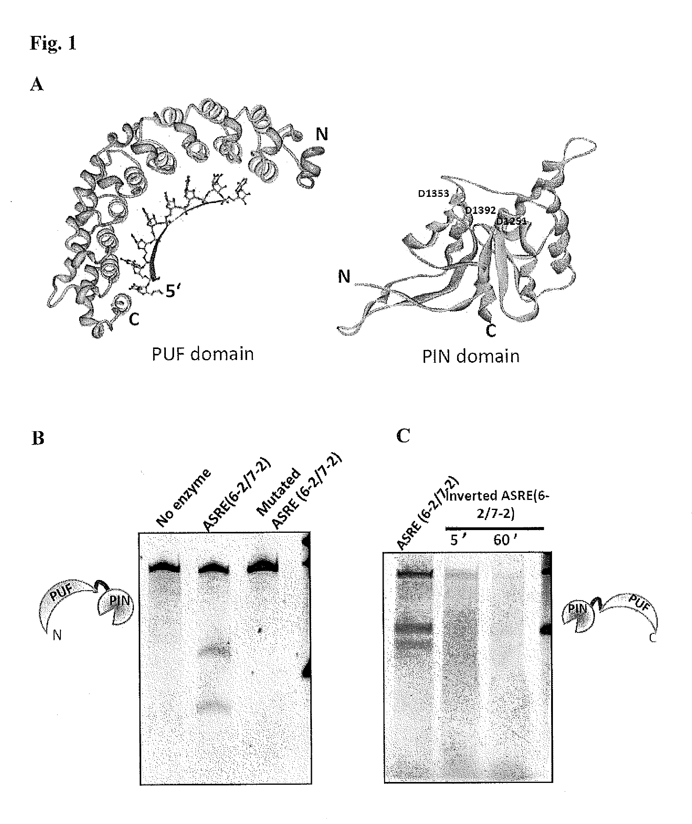 Methods and Compositions for Sequence Specific RNA Endonucleases