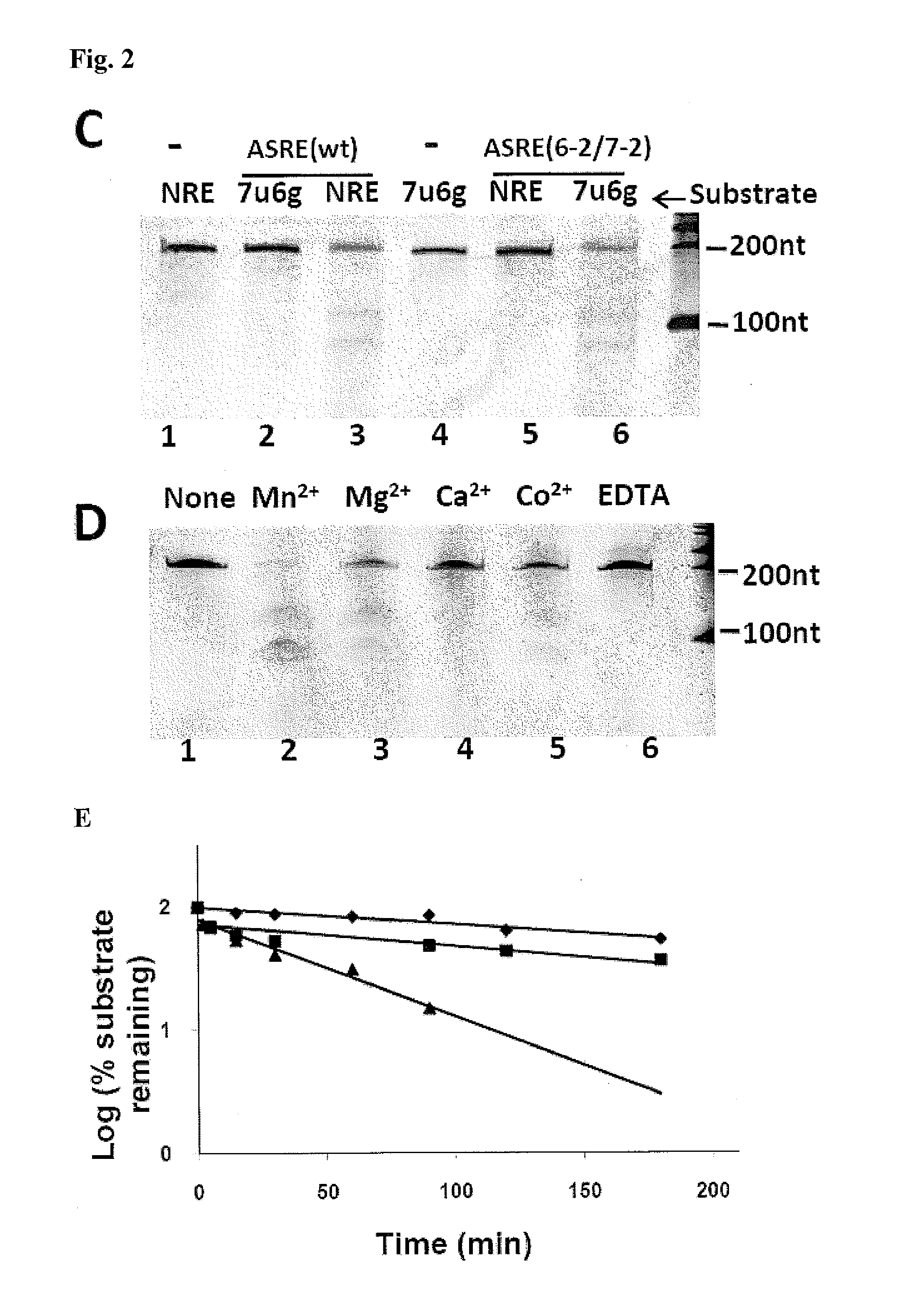 Methods and Compositions for Sequence Specific RNA Endonucleases