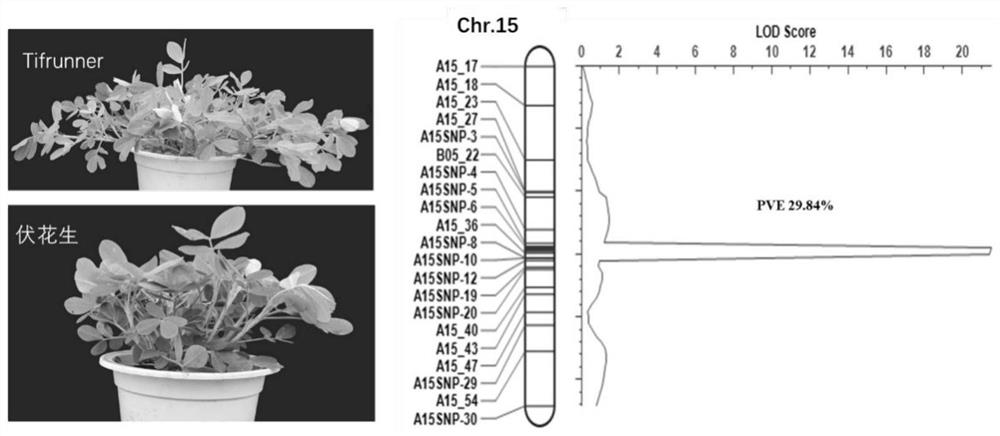 Molecular marker AhyBA1 closely linked with peanut branching angle and application of molecular marker AhyBA1