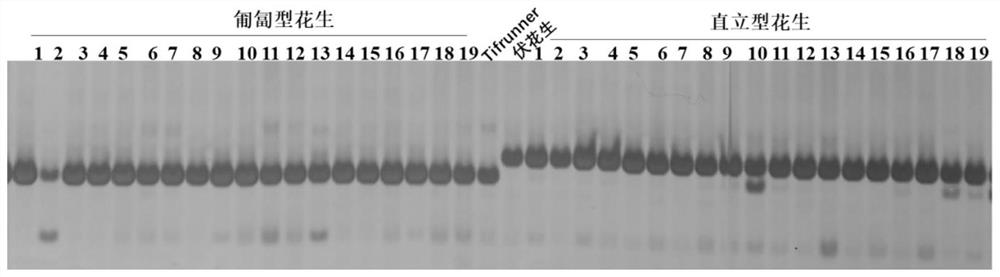 Molecular marker AhyBA1 closely linked with peanut branching angle and application of molecular marker AhyBA1