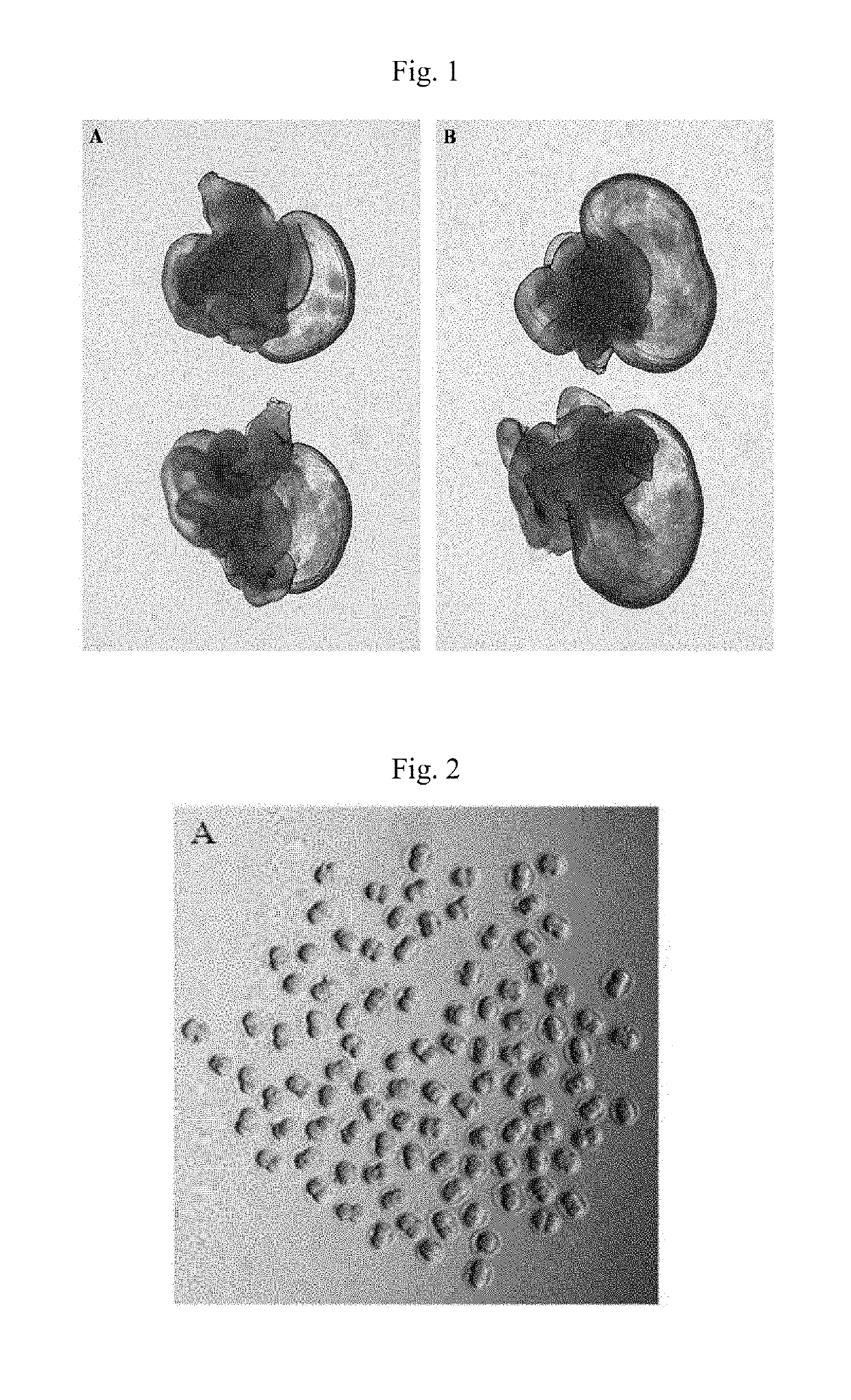 Superovulation in mice comprising administration of anti-inhibin serum and equine chorionic gonadotropin