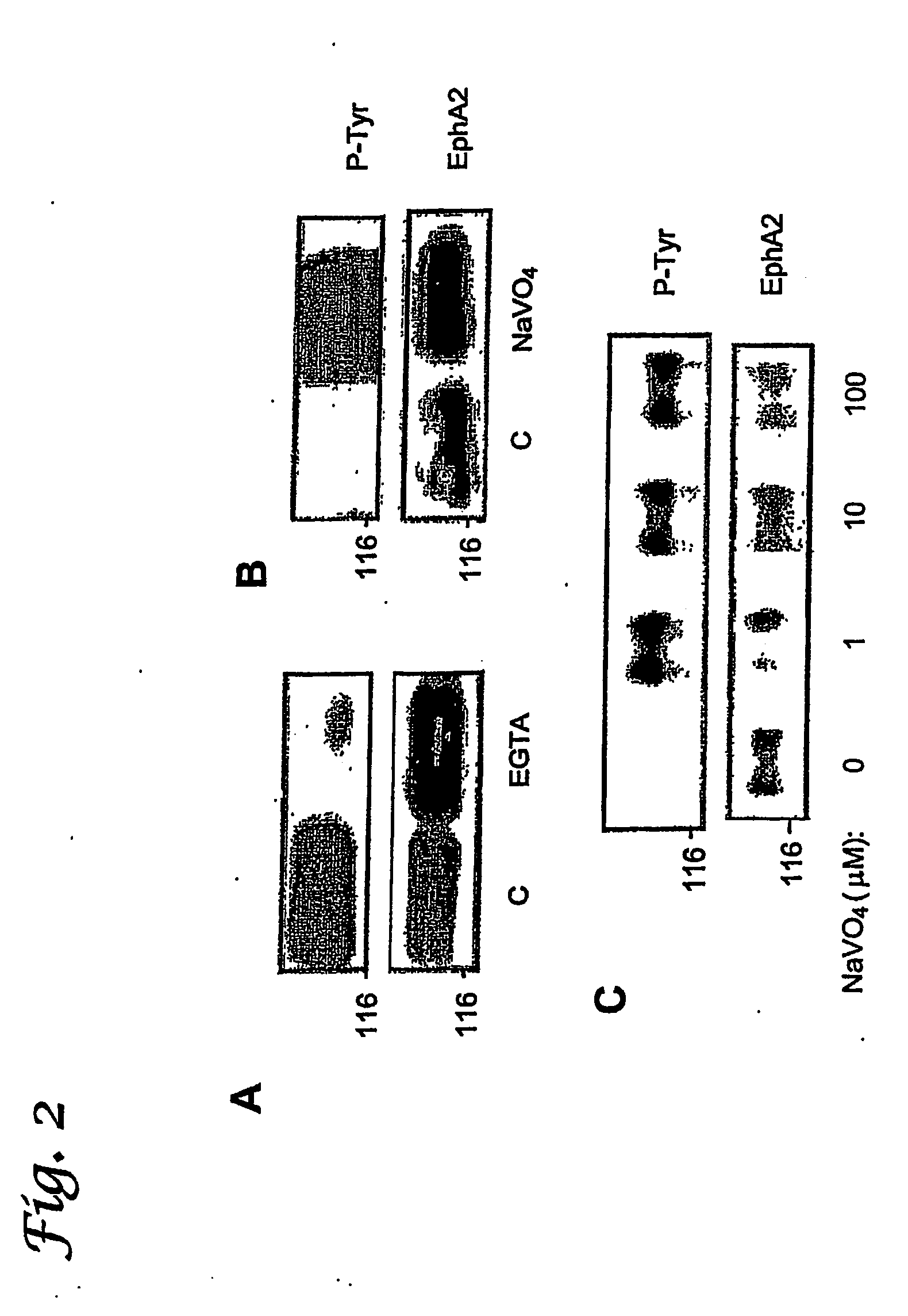 EphA2, EphA4 and LMW-PTP and methods of treatment of hyperproliferative cell disorders