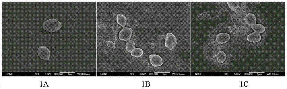 A kind of microcapsule and preparation method thereof