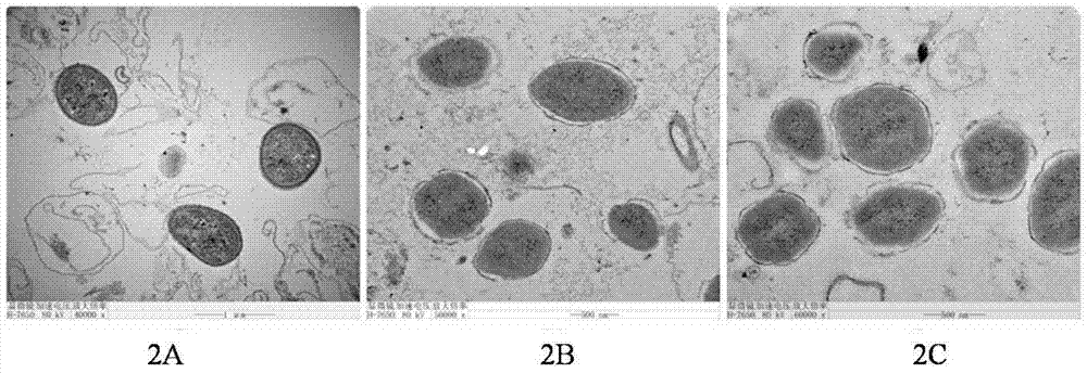 A kind of microcapsule and preparation method thereof