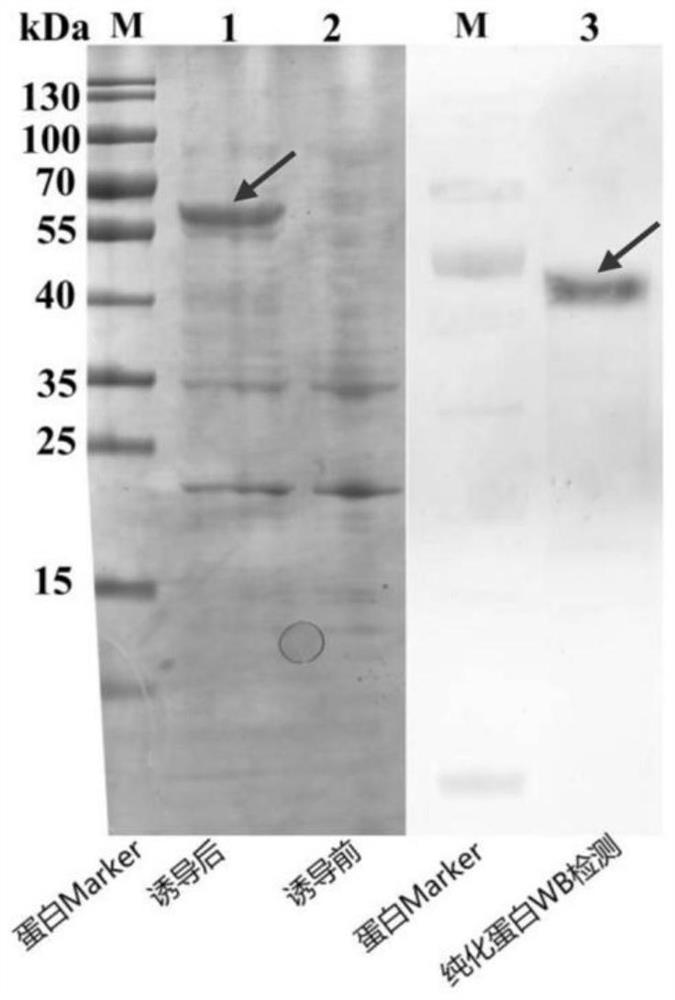 Penaeus monodon E3 ubiquitin ligase TRIM50-like protein and application thereof