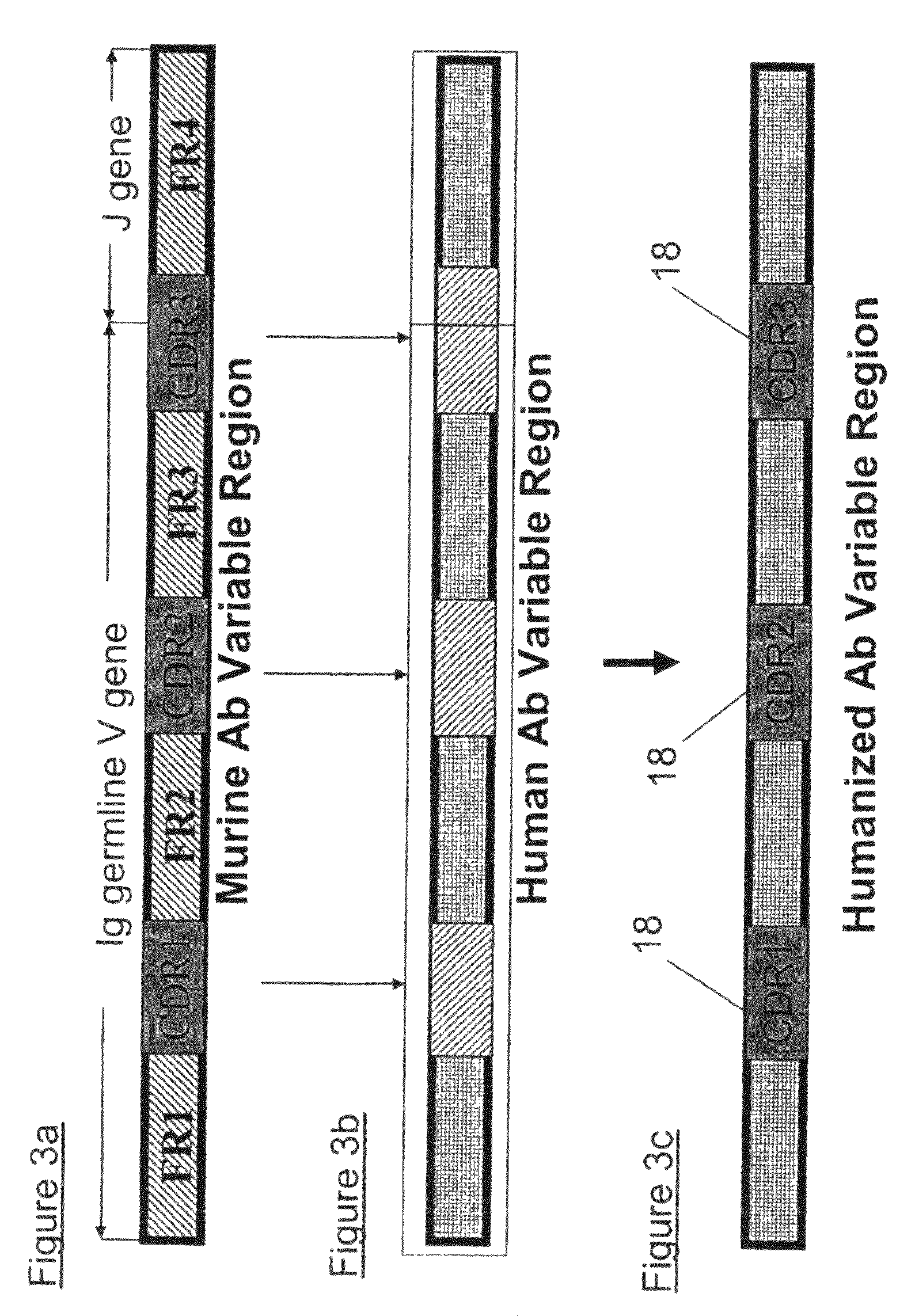 Humanized anti-Venezuelan equine encephalitis virus recombinant antibodies