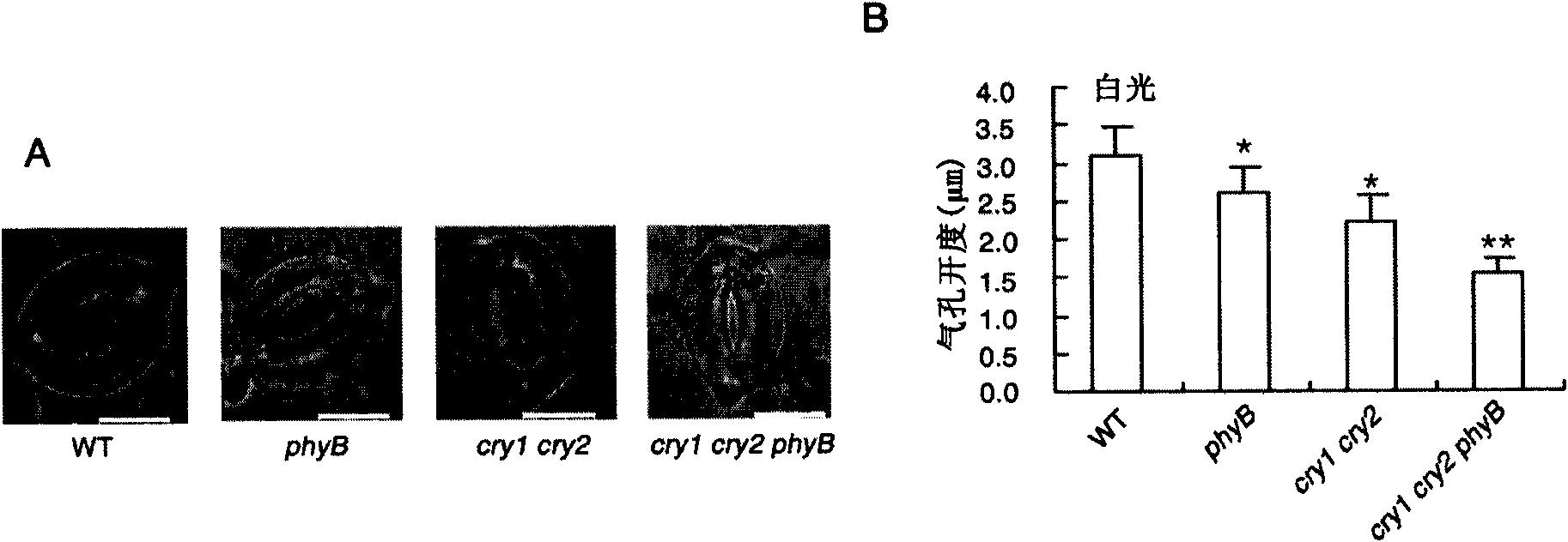 Method of changing stomatal aperture and density of plant