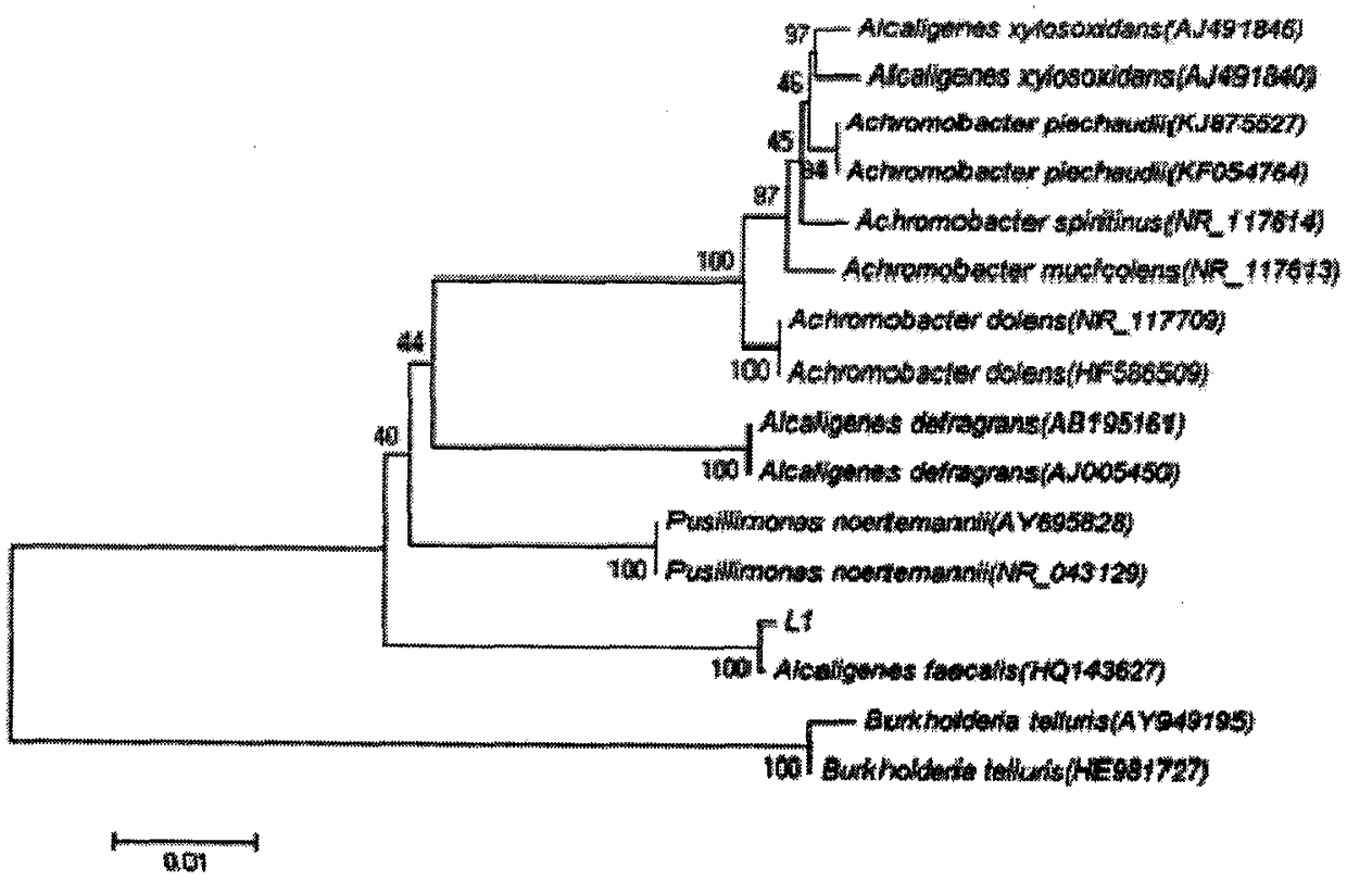 A Tobacco Common Mosaic Virus Biocontrol Endophyte Alcaligenes faecalis Strain