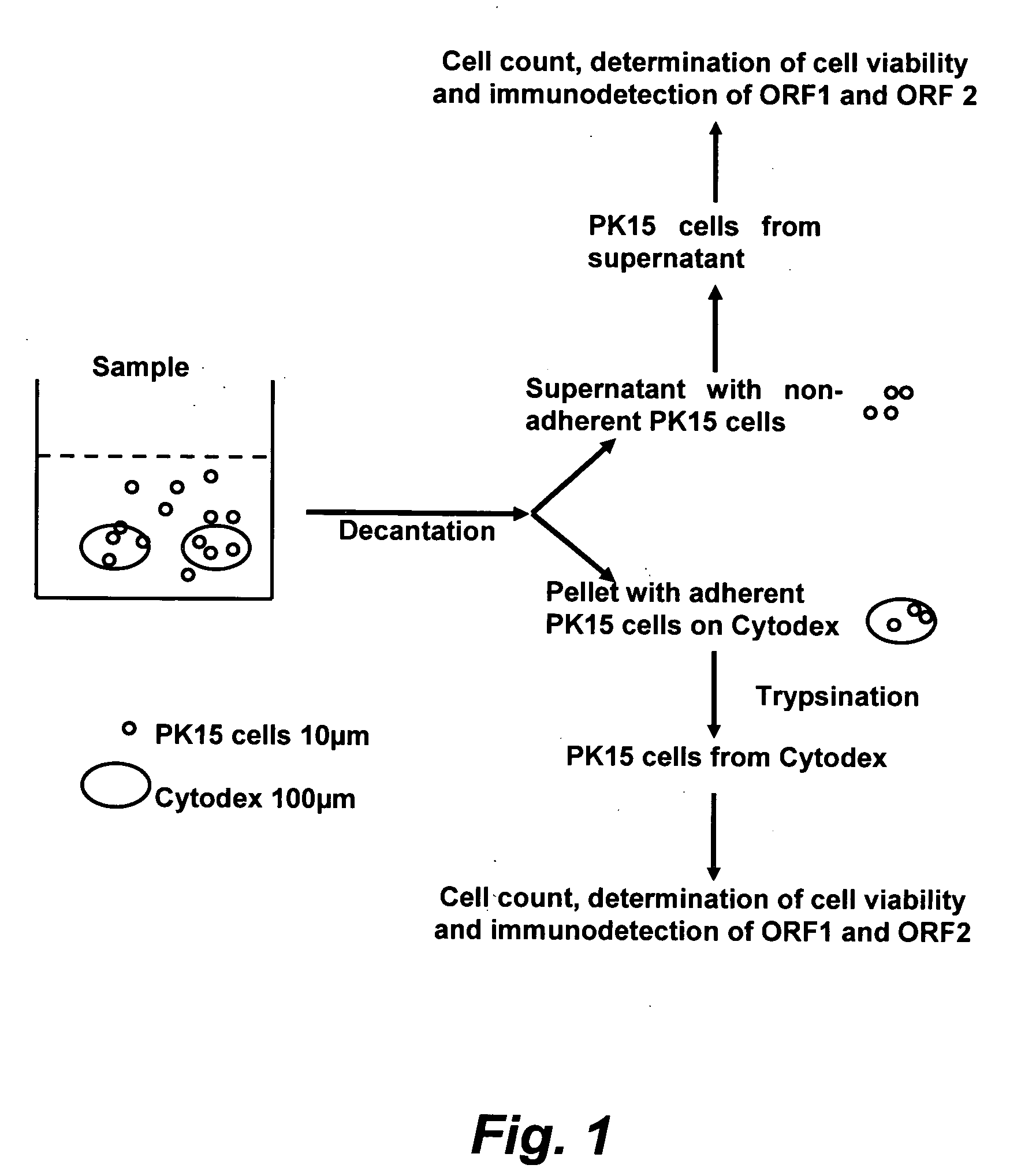 Assay for porcine circovirus production